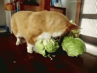 dog eating cabbage dog eating cabbage